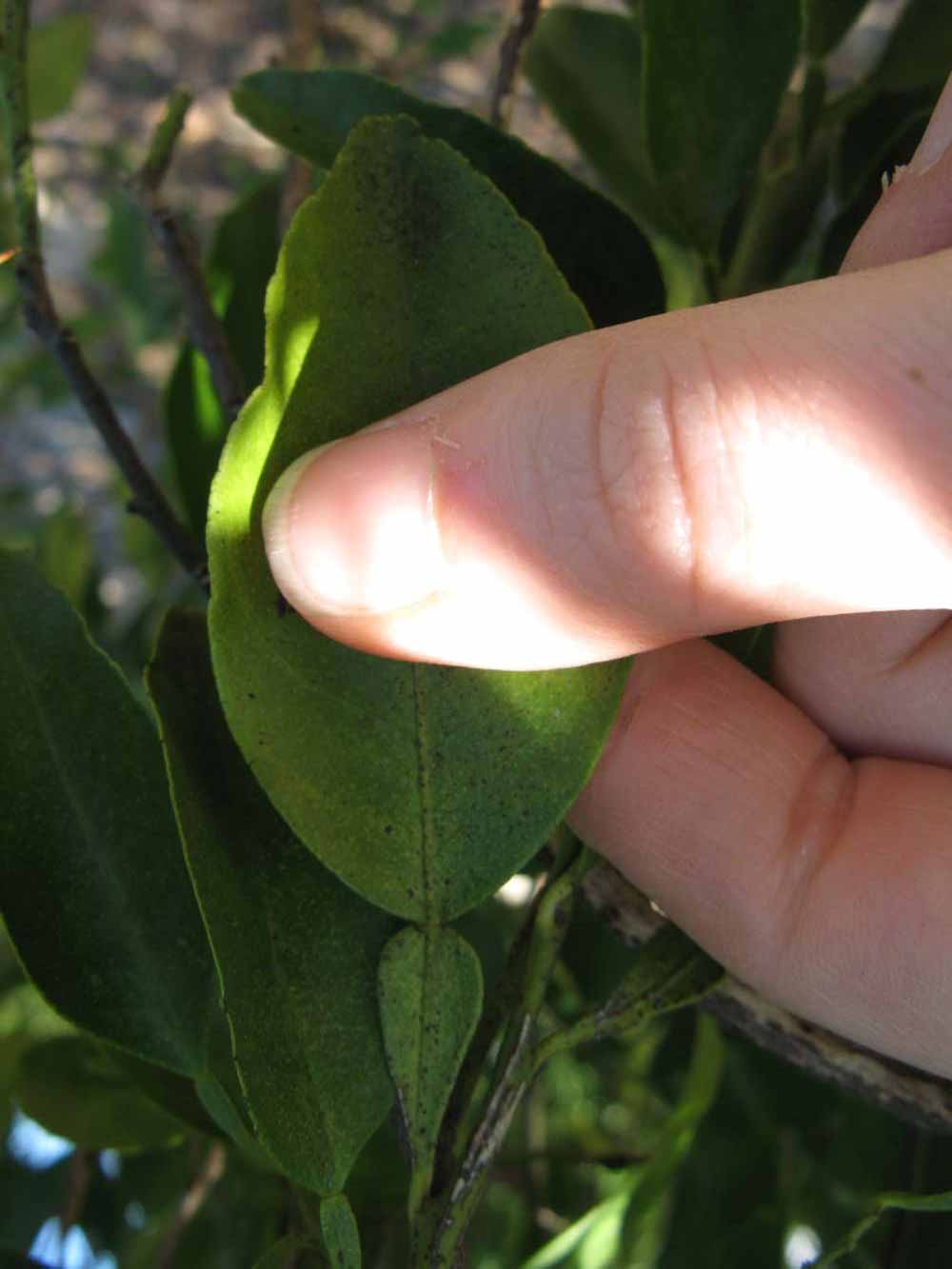              Unifoliolate leaf (Winter Haven, FL)       